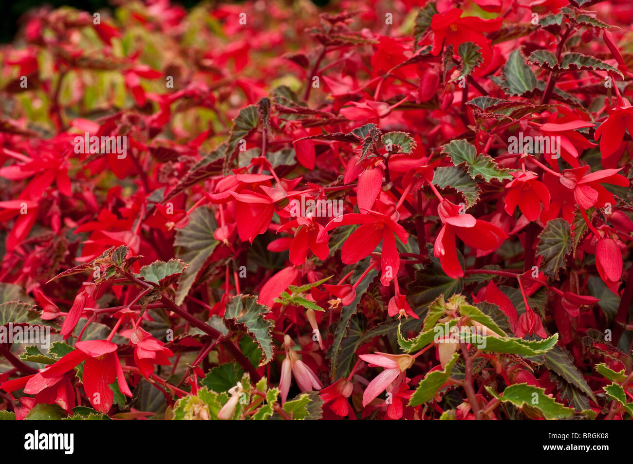 Begonia Amour (Million Kisses Series) Stock Photo