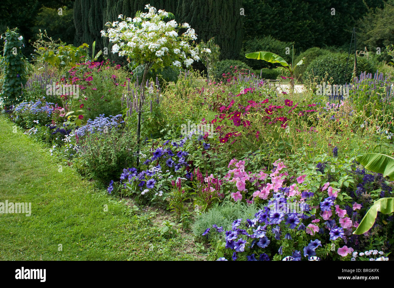 Mixed border with Cosmos, petunias and Plumbago auriculata flowers Stock Photo