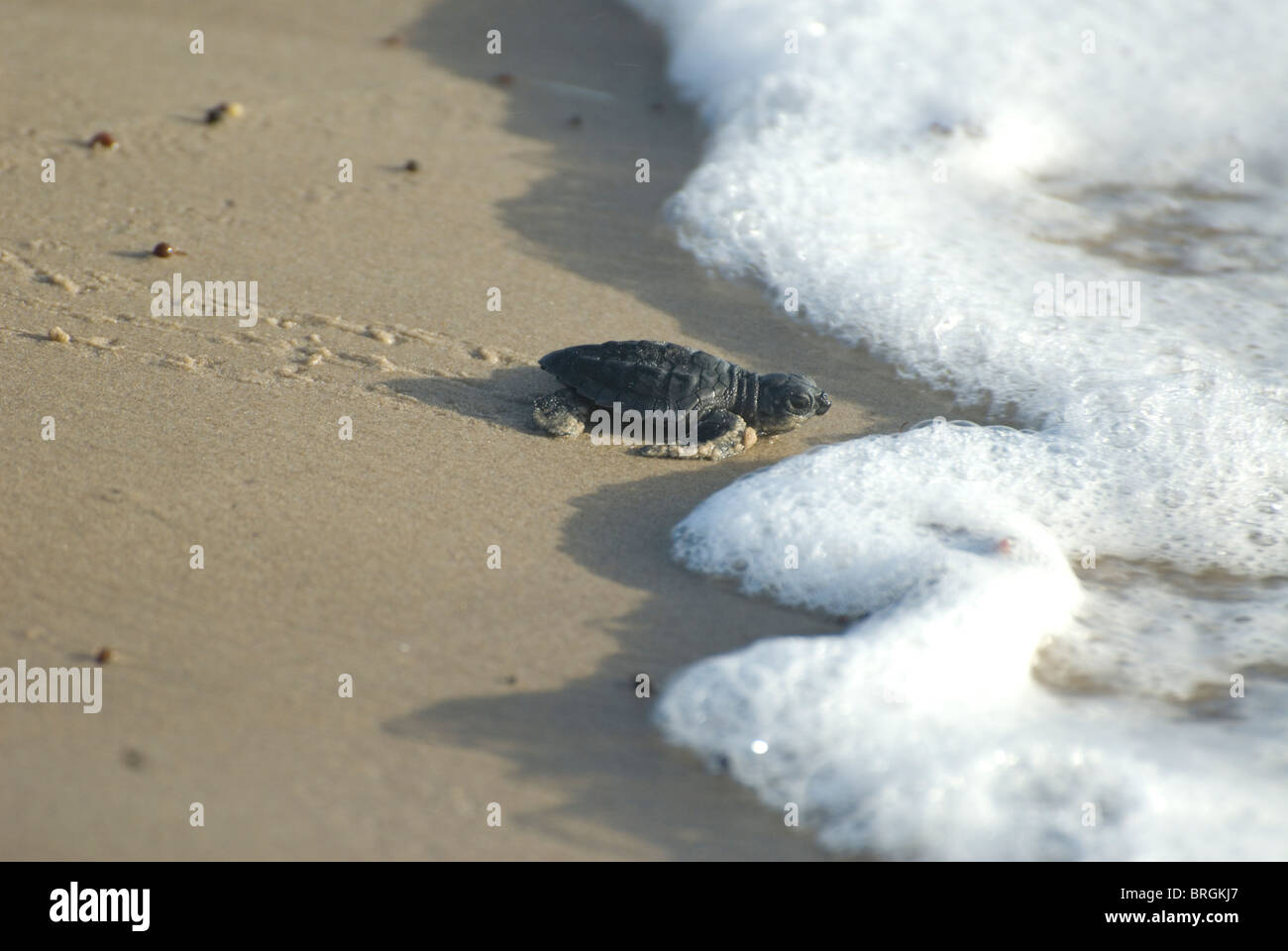 Kemp Ridley turtle, Lepidochelys kempii, hatchling on South Padre Island beach, Texas Stock Photo