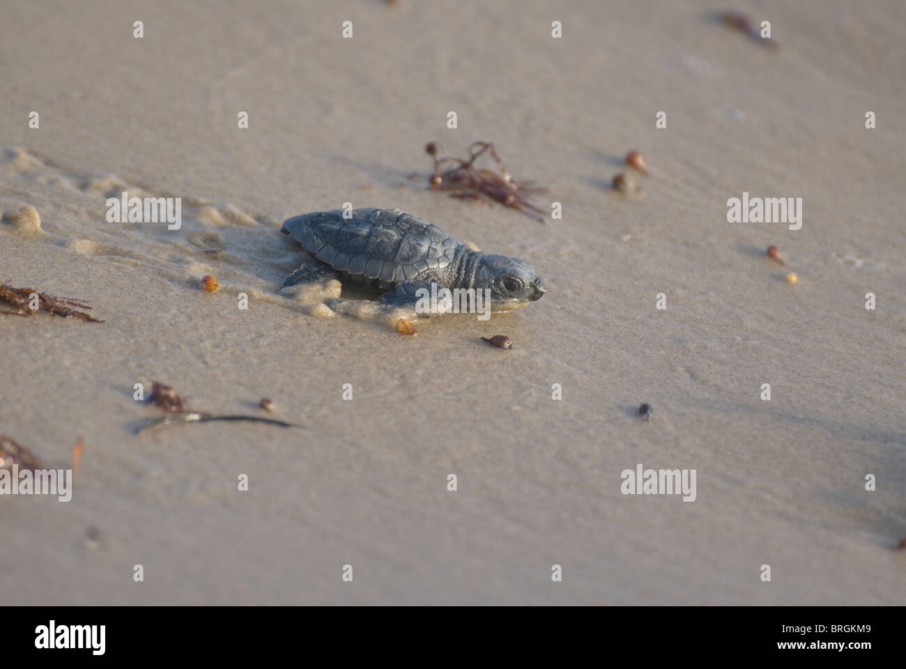 Kemp Ridley turtle, Lepidochelys kempii, South Padre Island, Texas Stock Photo