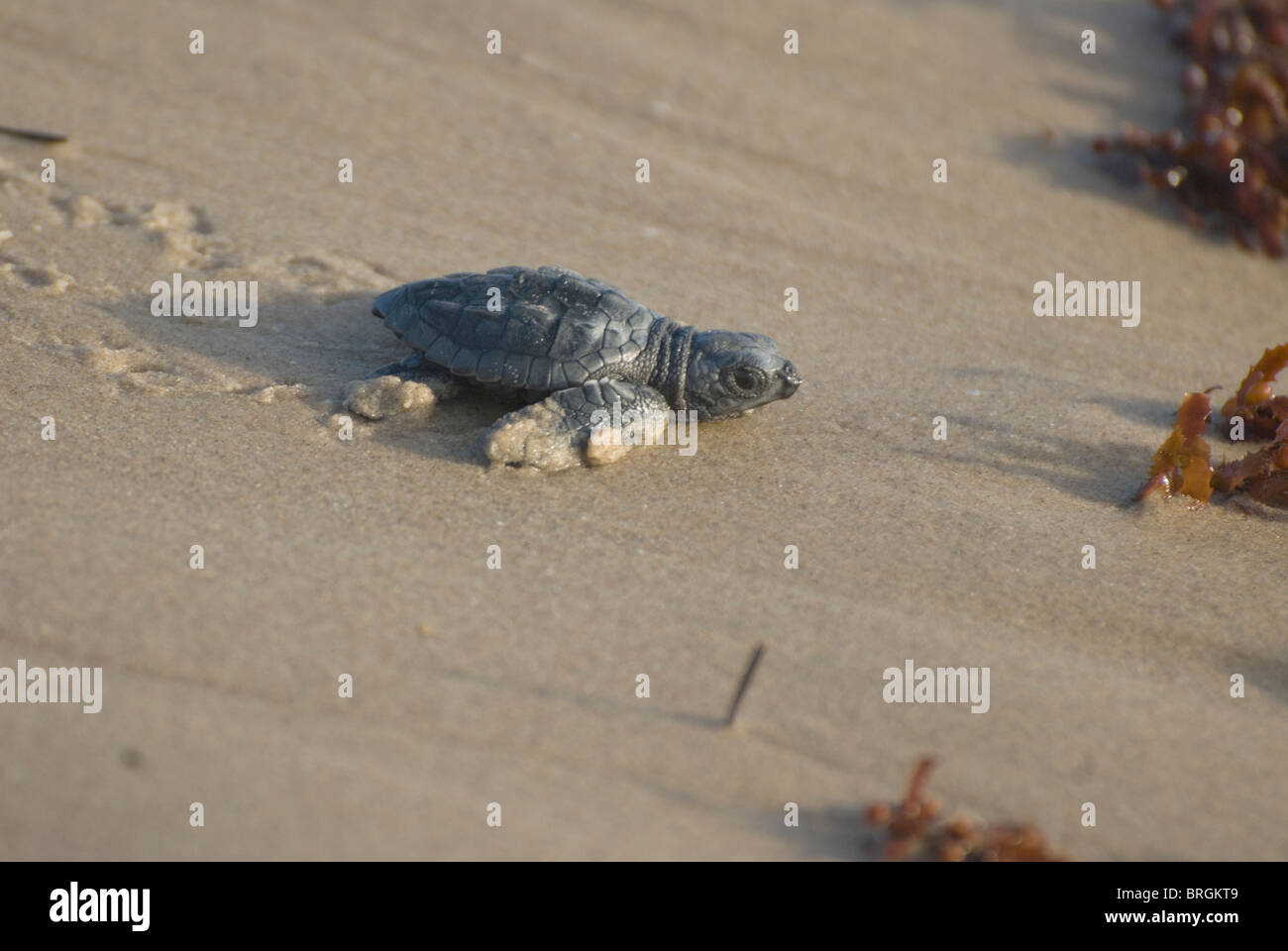Kemp Ridley turtle, Lepidochelys kempii, at South Padre Island, Texas ...