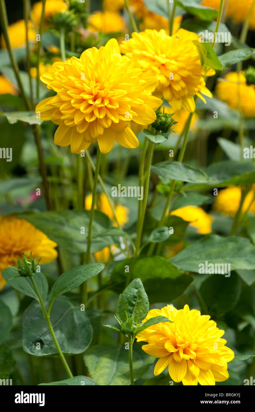 Yellow dahlia flower Stock Photo Alamy