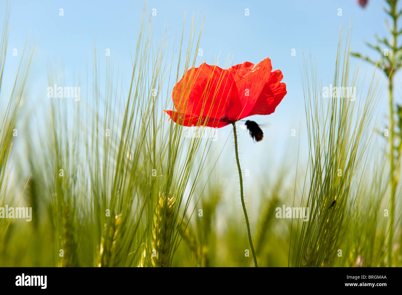 Poppies field bee hi-res stock photography and images - Alamy