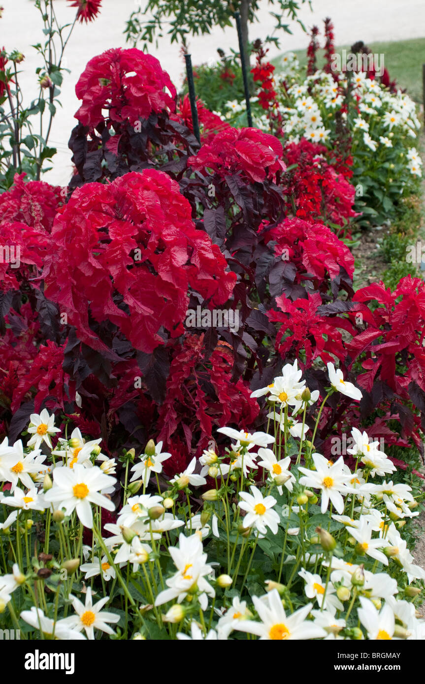 Red plant Stock Photo