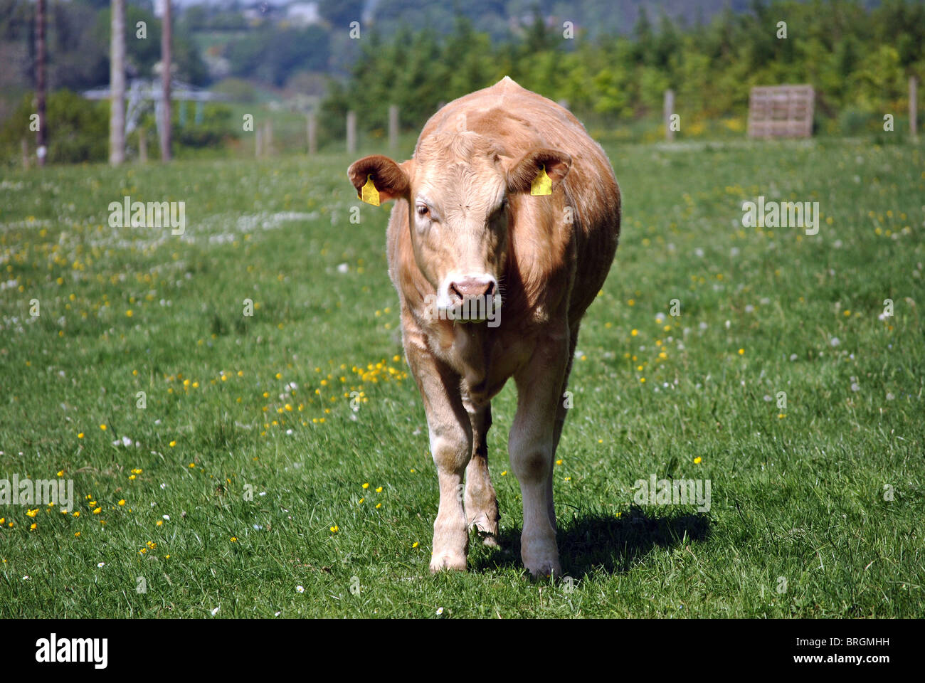 Jersey Cow Calf High Resolution Stock Photography and Images - Alamy