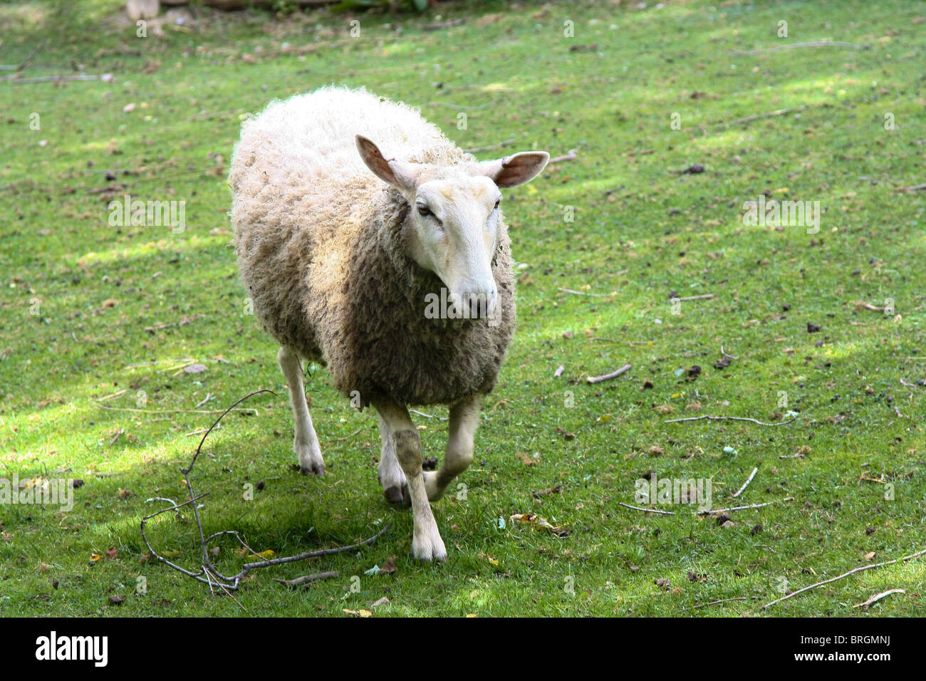 sheep farm grass outdoor Stock Photo