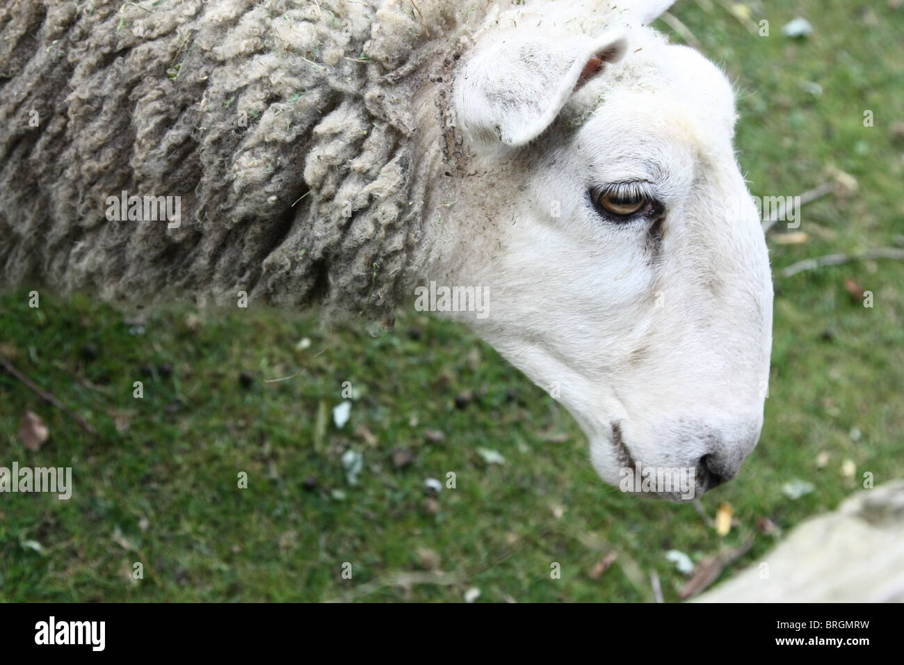 Sheep head hires stock photography and images Alamy