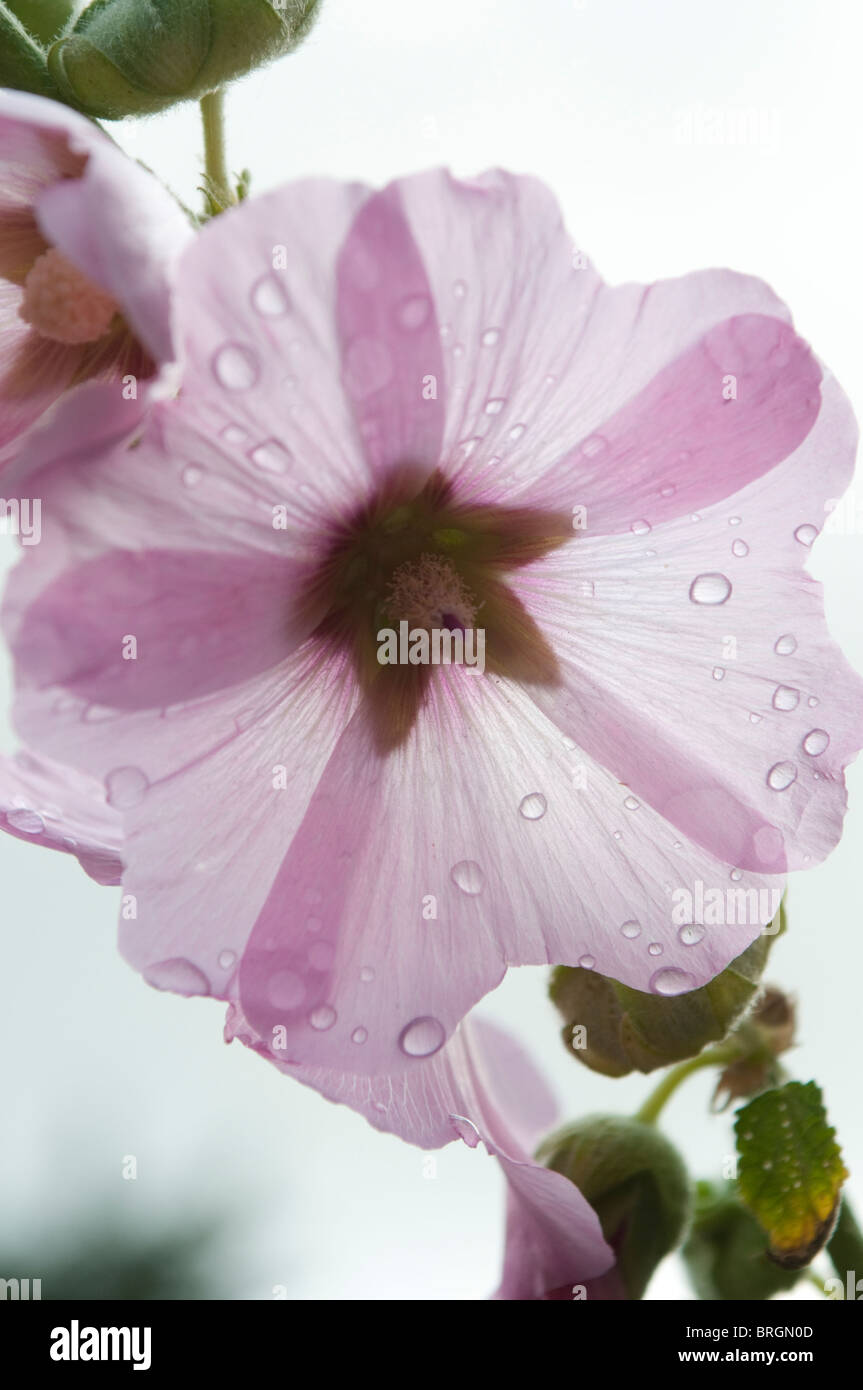Hollyhock flower hi-res stock photography and images - Alamy
