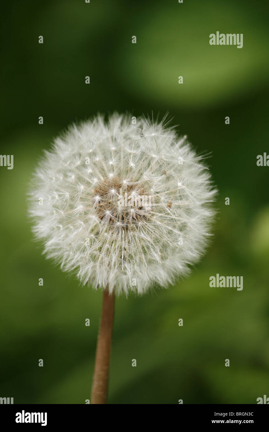 Dandelion (taraxacum officinale) seed head or 'clock' before the individual seeds are blown away to reproduce. Stock Photo
