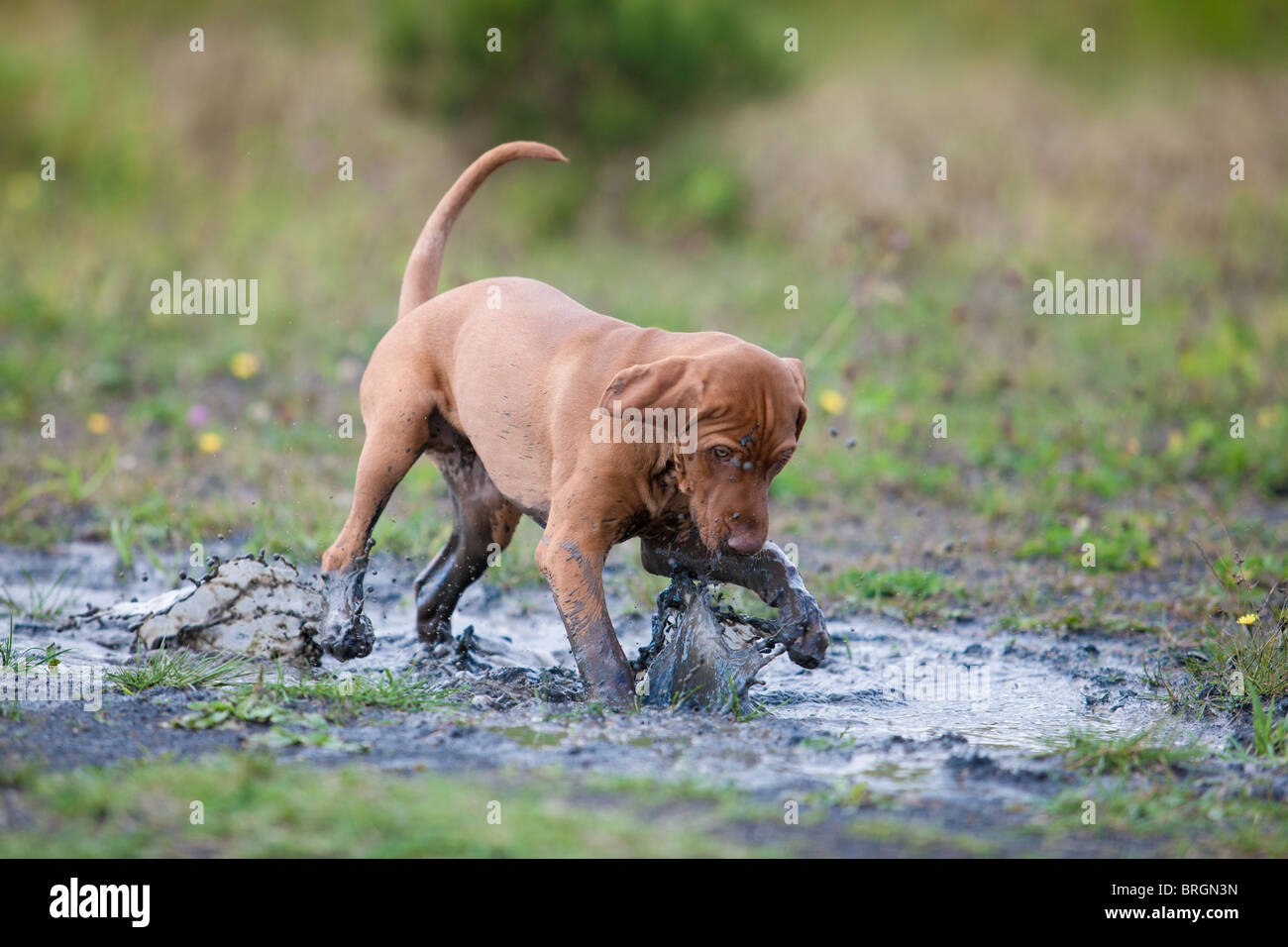 Dog in mud puddle hires stock photography and images Alamy