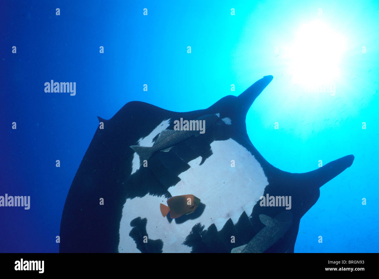 Manta manta hi-res stock photography and images - Alamy