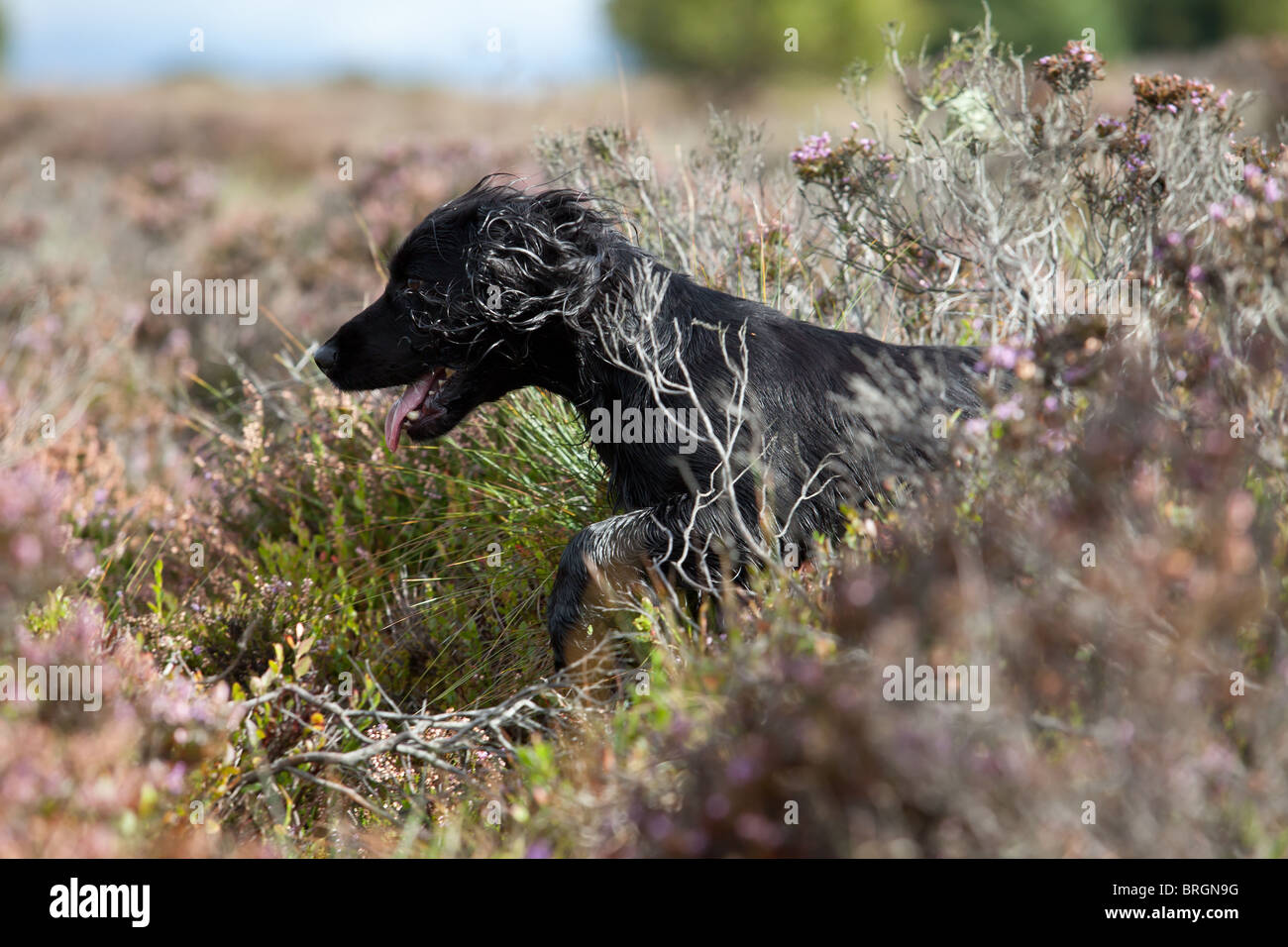 Working English cocker spaniel hunting through heather Stock Photo Alamy