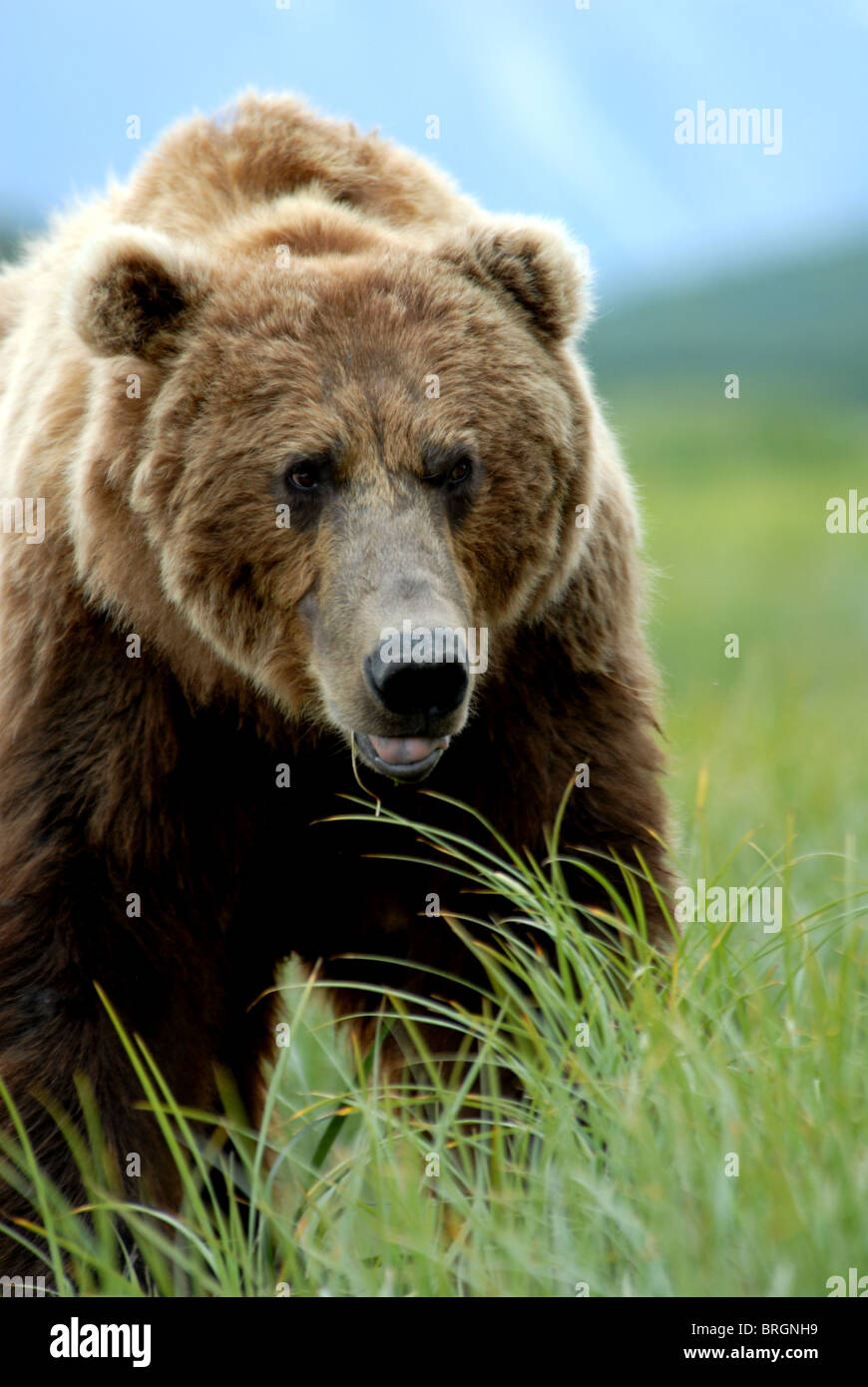 Bownbear Ursus Arctos, Katmai Naational Park, Kukak Bay, Alaska Stock Photo