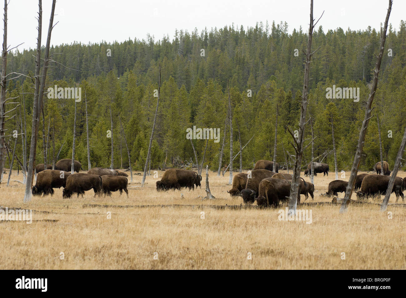 Bison Herd Yellowstone National Park Wyoming USA Stock Photo Alamy