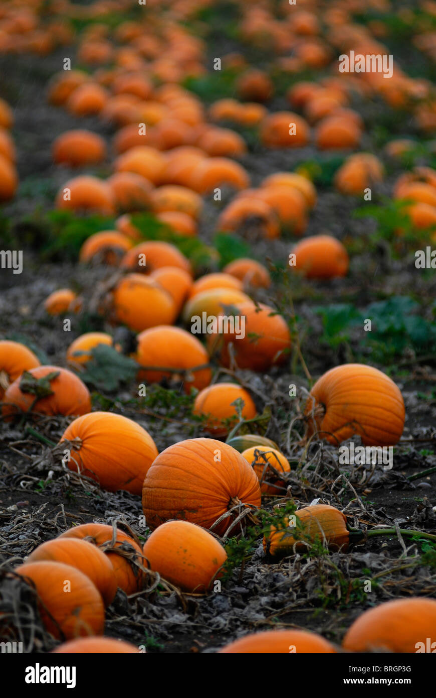 Pumpkins growing in a farmer's field at Wilden, Bedfordshire, UK. Stock Photo