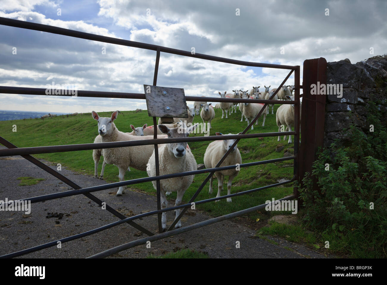 Sheep looking through gate across the lane at Thorpe Pastures, near Ashbourne, Peak District, Derbyshire. Stock Photo
