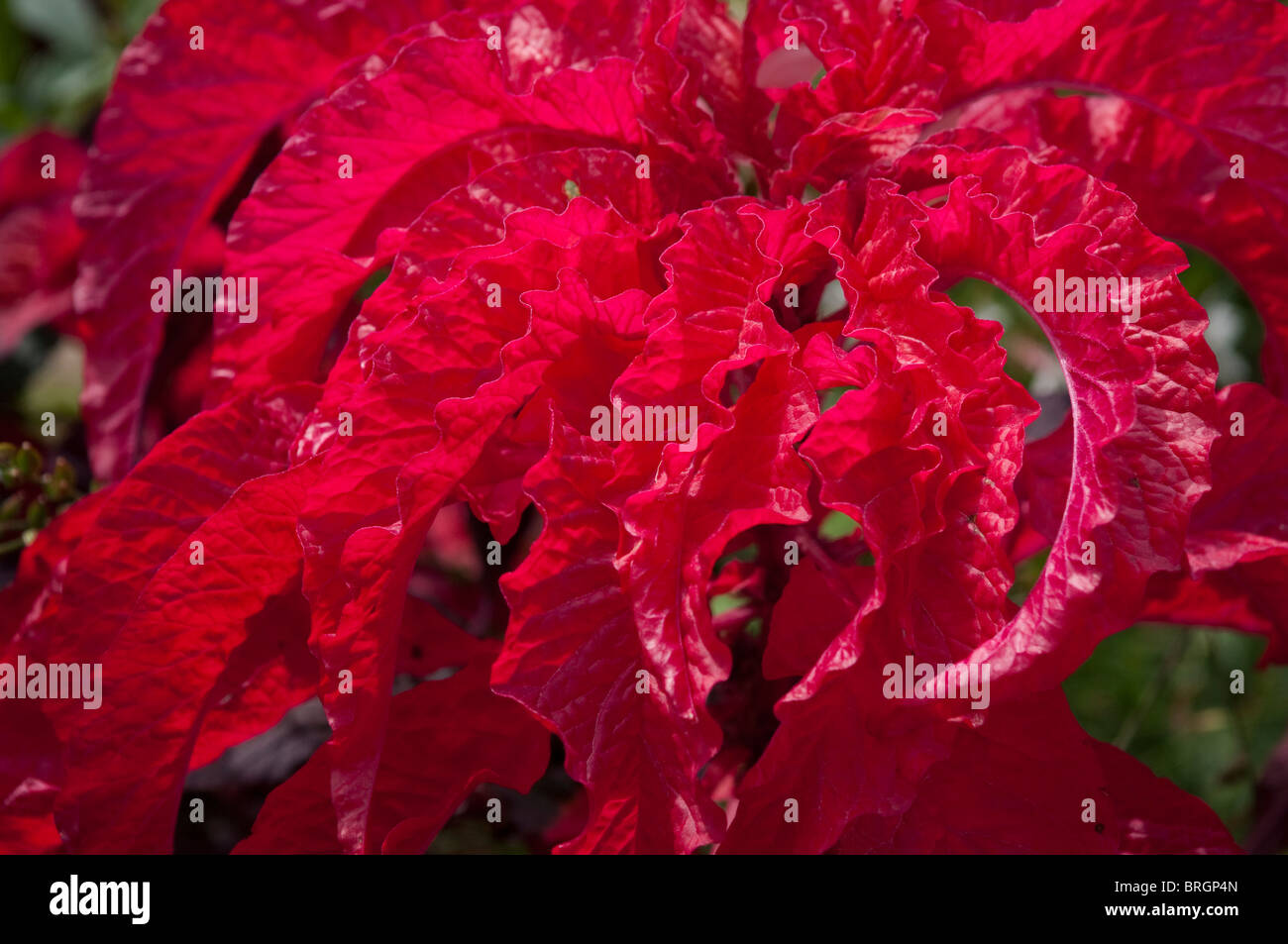 Red plant Stock Photo