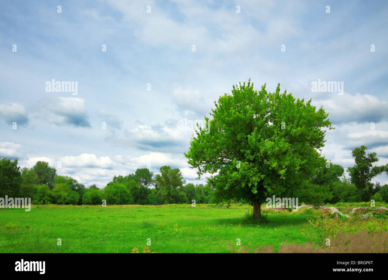Stand alone tree hi-res stock photography and images - Alamy
