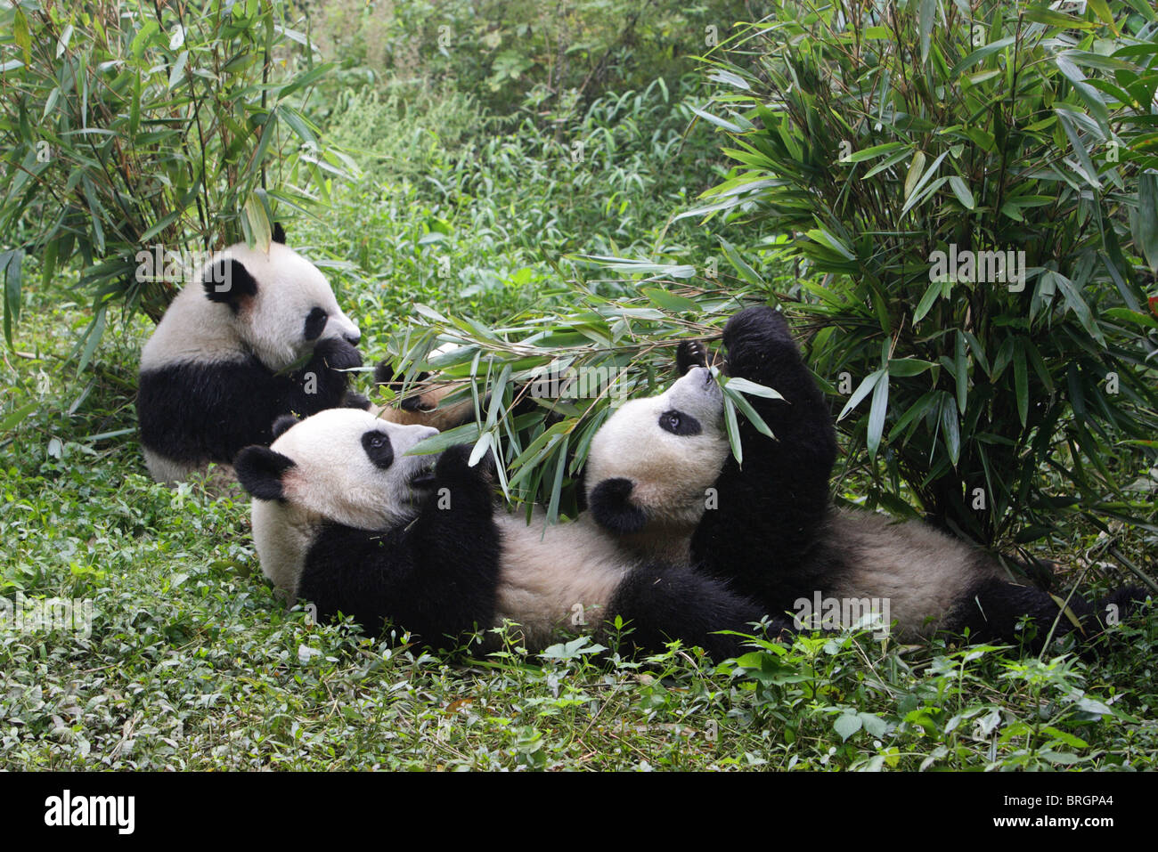 Giant Panda Ailuropoda melanoleauca three young bears sitting and lying