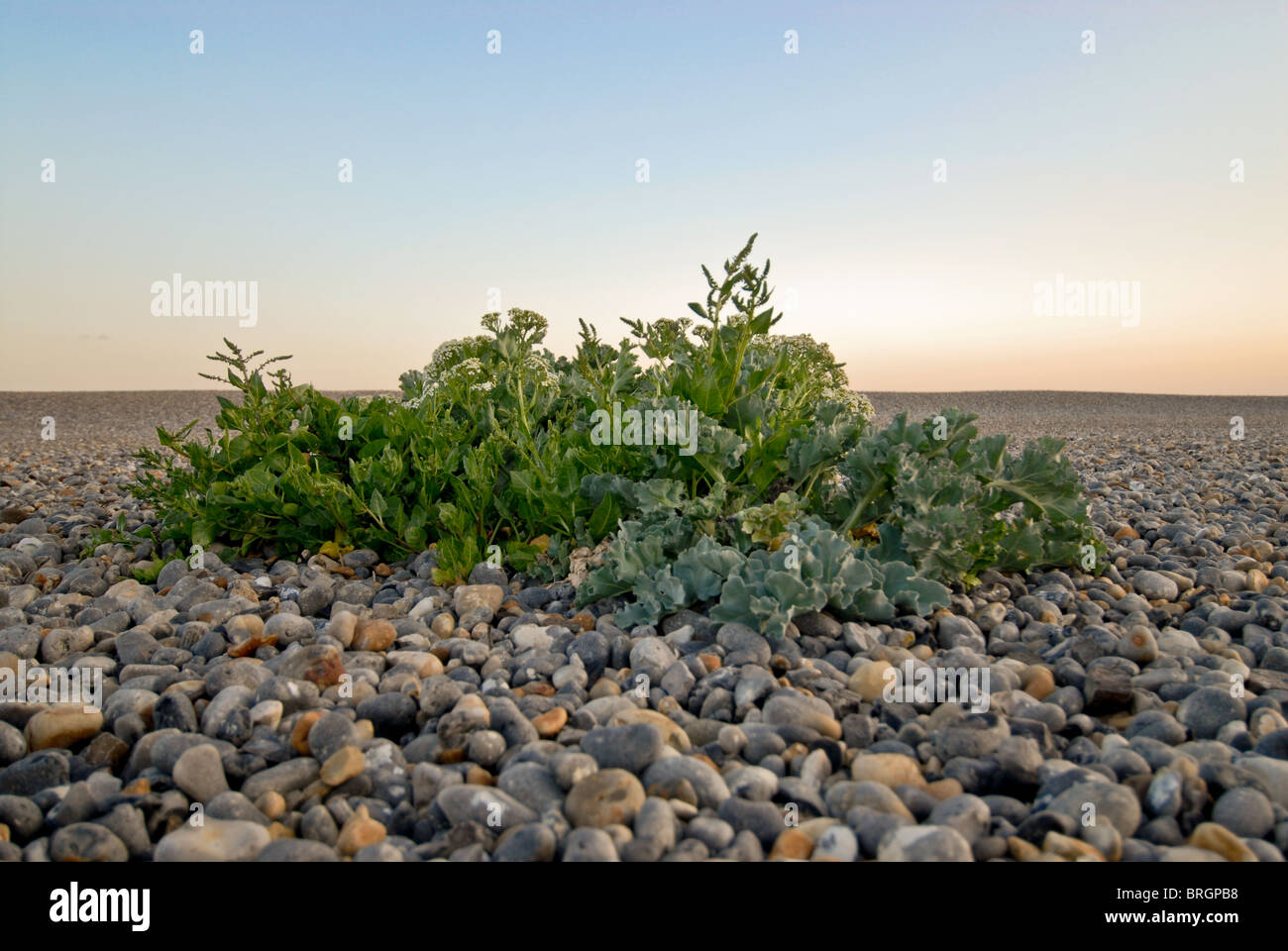 Sea Cabbage High Resolution Stock Photography and Images Alamy