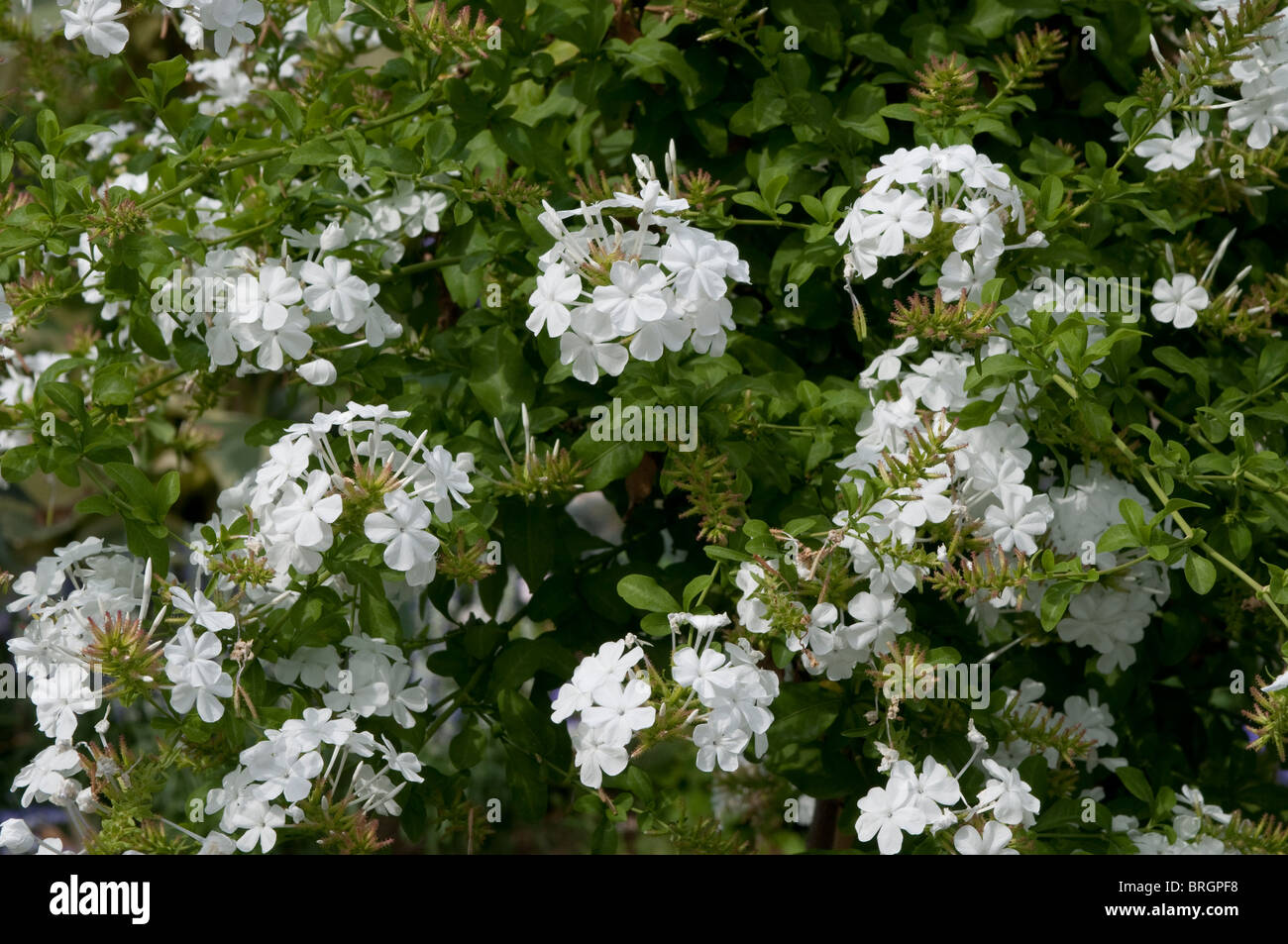Plumbago auriculata flowers Stock Photo