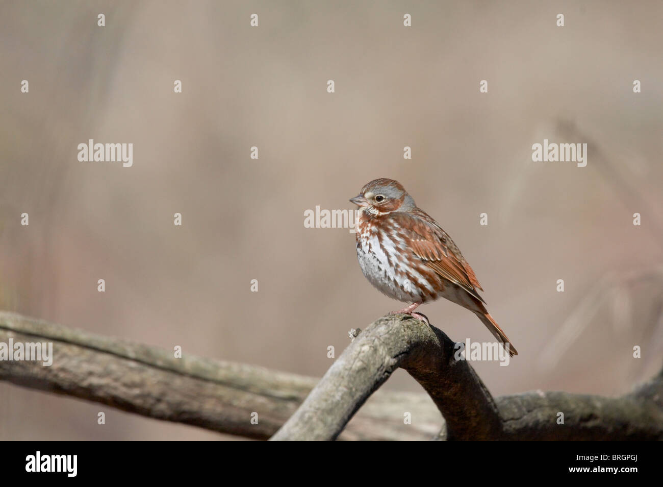 Fox Sparrow Perched on a Dead Tree Stock Photo