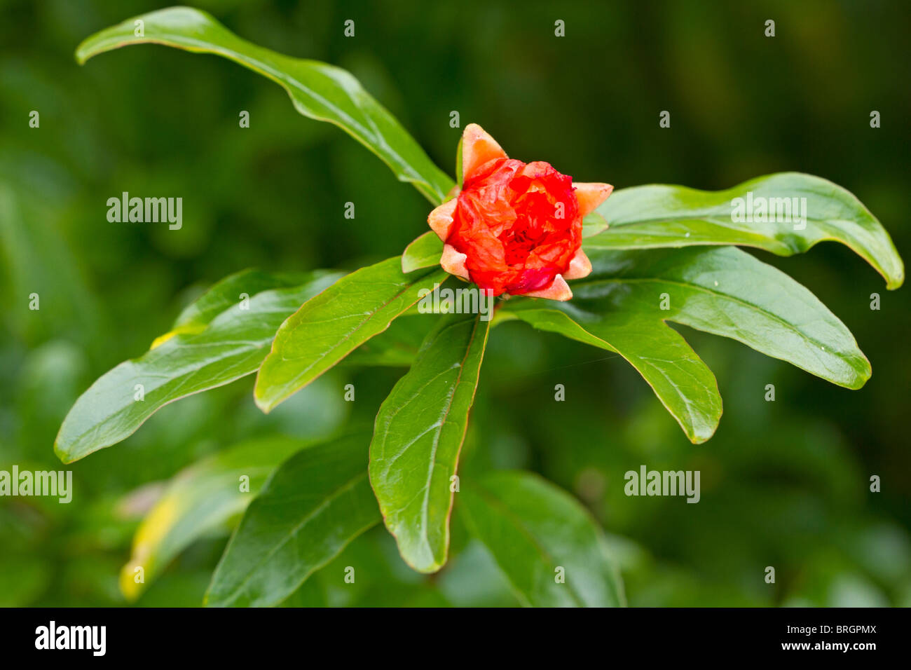 Red flowering Pomegranate (Punica granatum) in early Autumn Stock Photo
