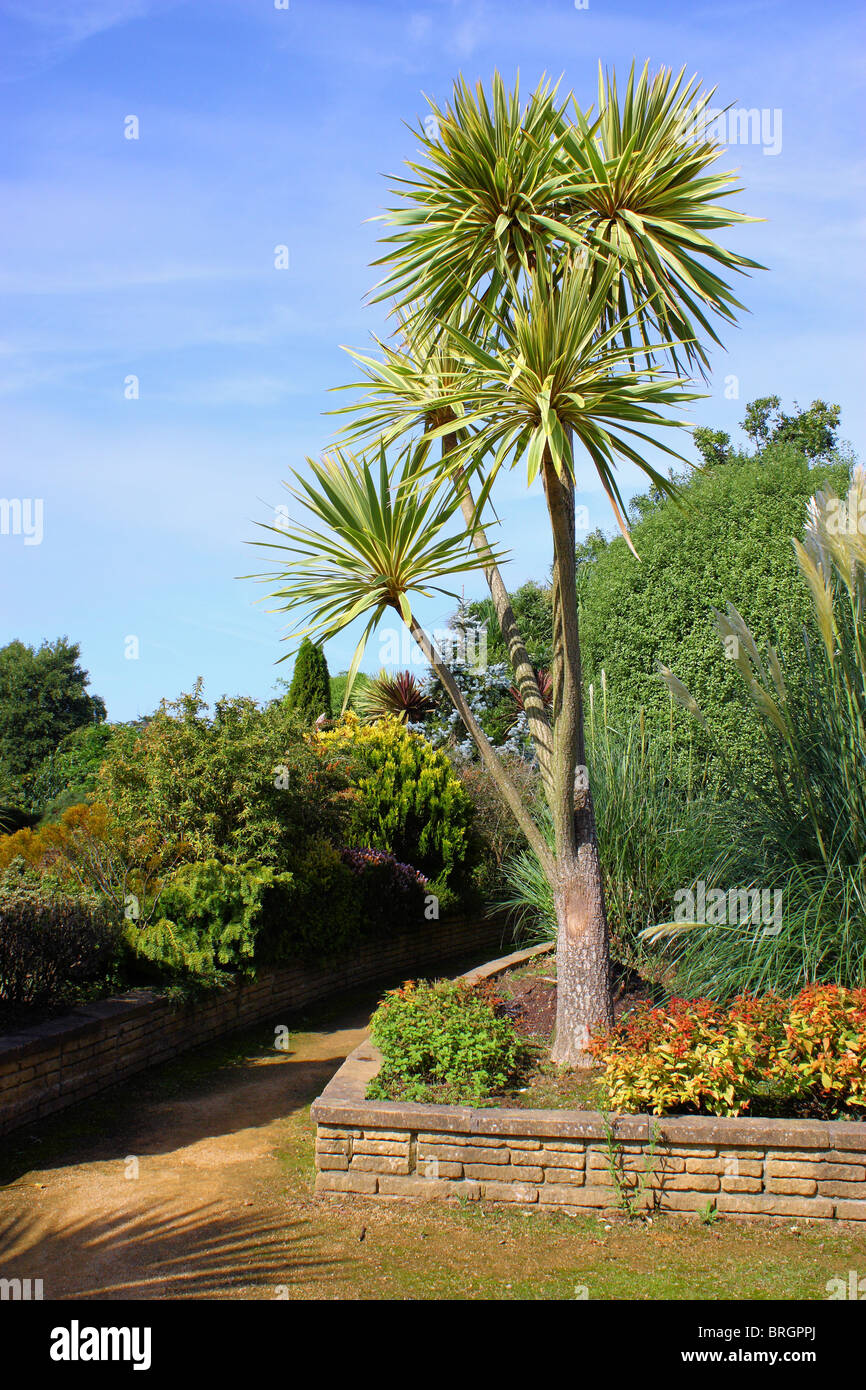 Palm Tree on Jersey. Blue sky and warm sunny day. Peaceful, quiet and