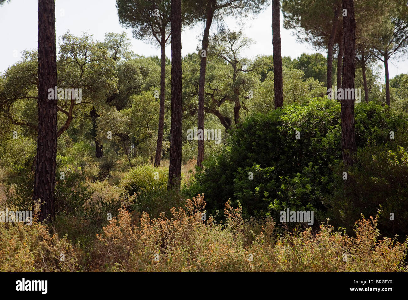 Bosque de pinos en hi-res stock photography and images - Alamy