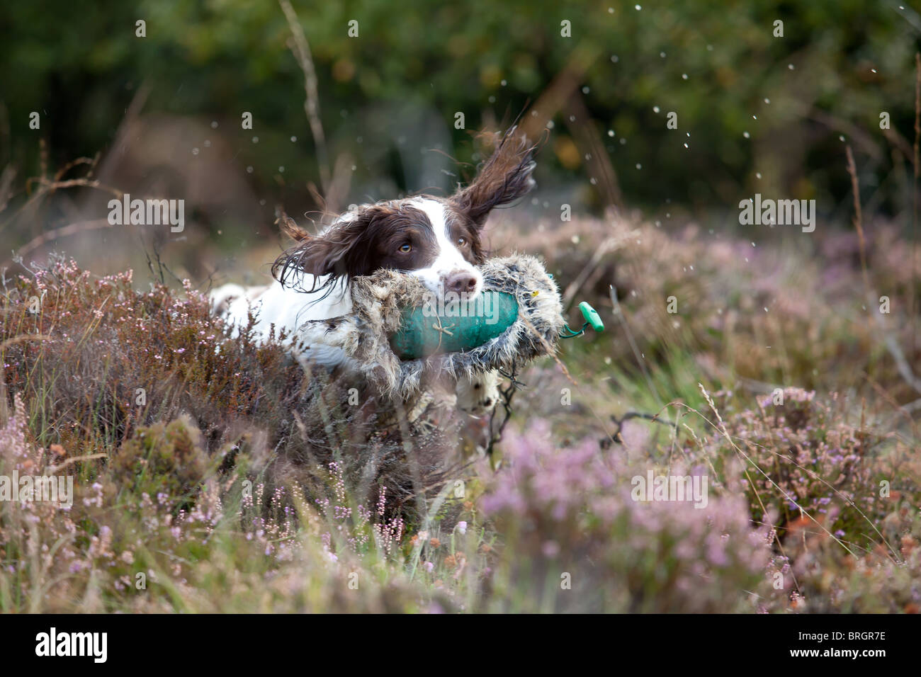 Springer Spaniel Rabbiting Springer spaniel retrieving rabbit hi-res stock photography and images ...