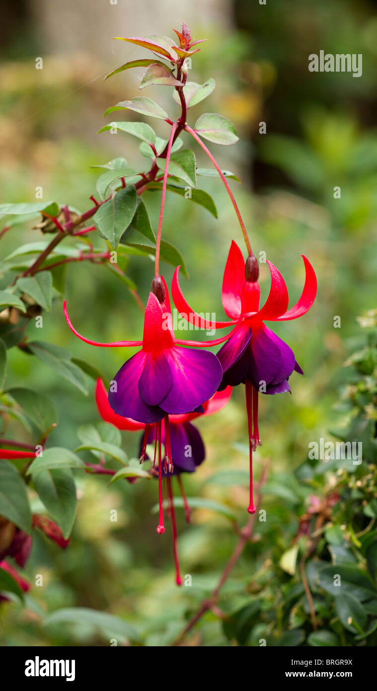 Single Fuchsia flowers with deep purple corollas and cerise pink sepals in bloom in Autumn in UK Stock Photo
