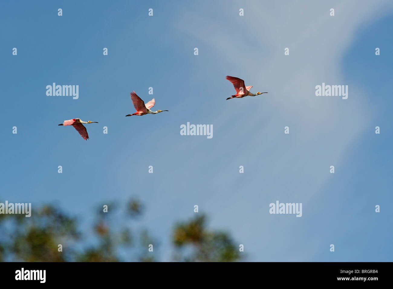 three bright pink roseate spoonbills fly in a line together contrasting ...