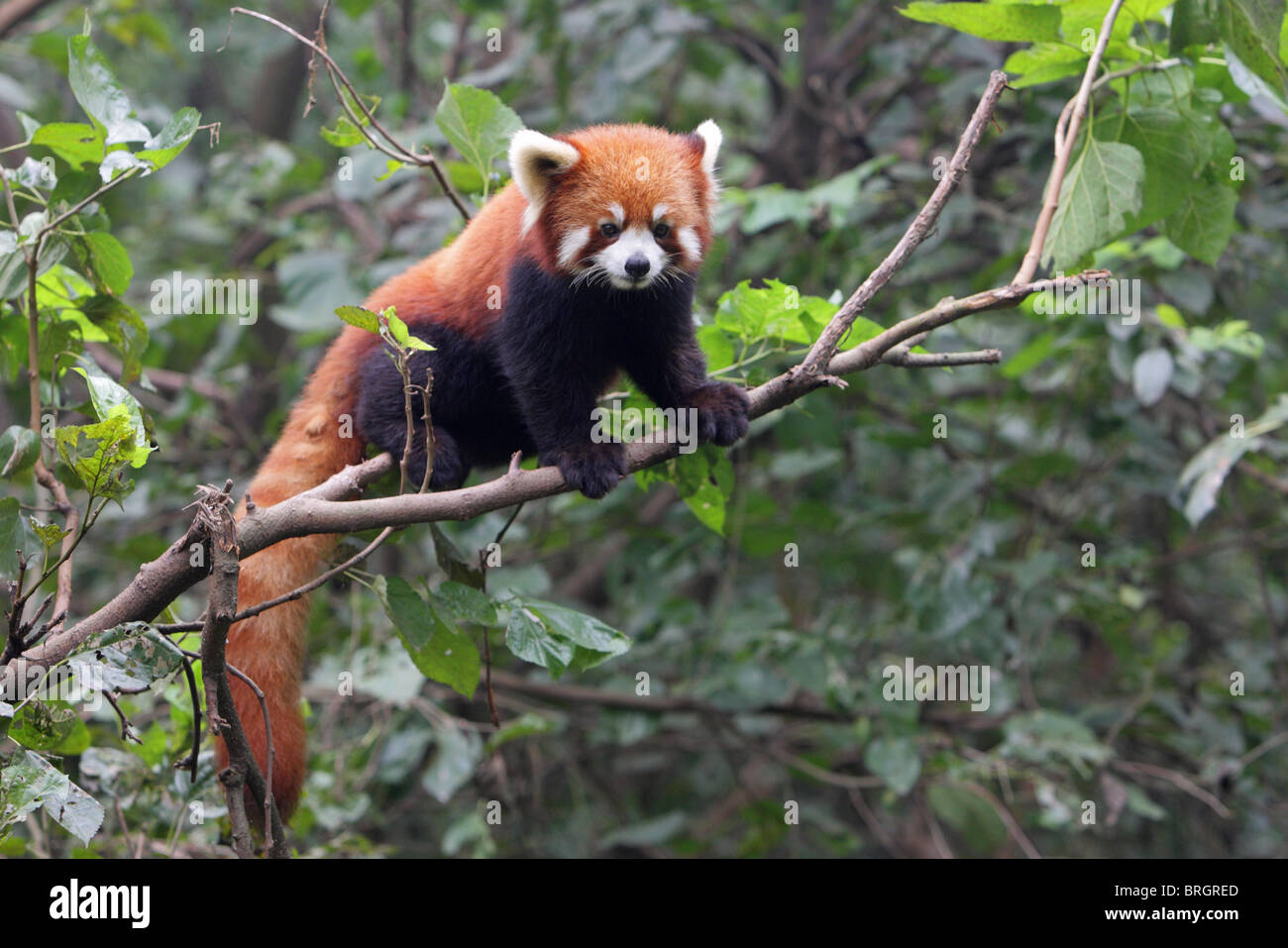 Red Panda Ailurus fulgens climbing in the branches of a tree with eye contact Stock Photo
