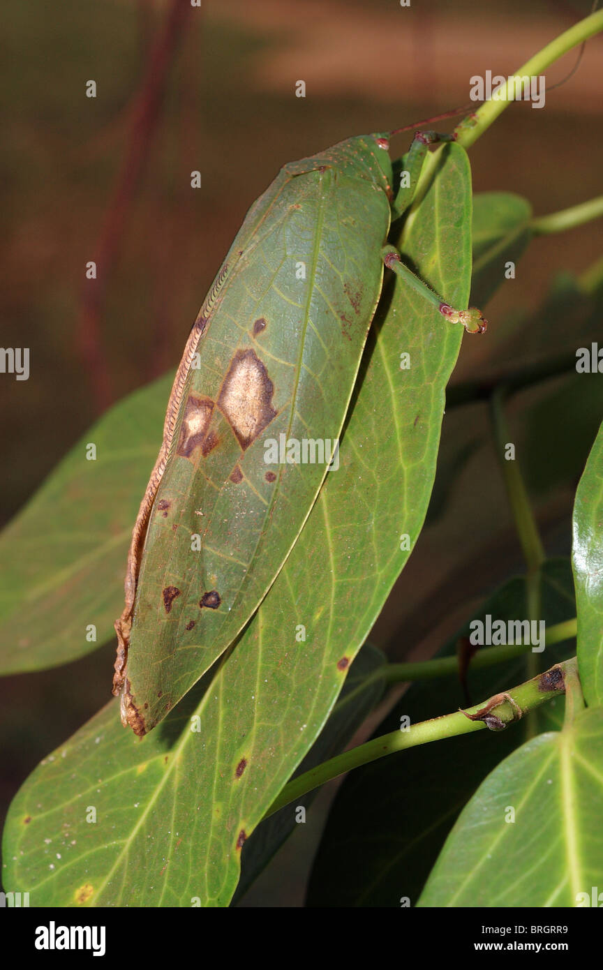 Leaf katydid (Zabalius sp : Tettigoniidae : Pseudophyllinae) resembling a leaf in rainforest, Ghana. Stock Photo
