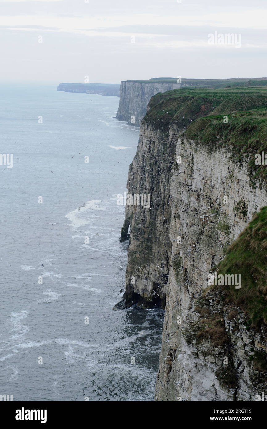 the seabird colony of bempton cliffs, yorkshire, england Stock Photo