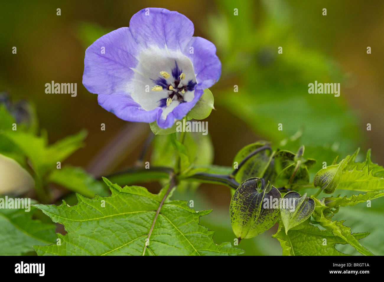 Lavender and white flowers of the Shoo Fly Plant (Nicandra physalodes) in bloom in autumn in UK Stock Photo