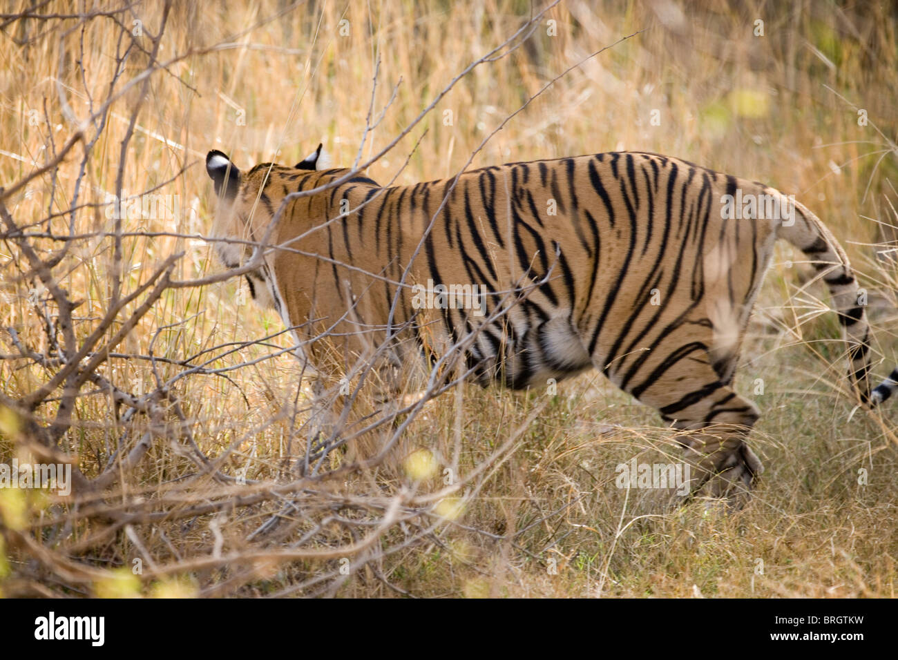 Bengal Tiger (Panthera t. tigris). Emerging from cover. Ranthambhore, Rajasthan, India. Stock Photo