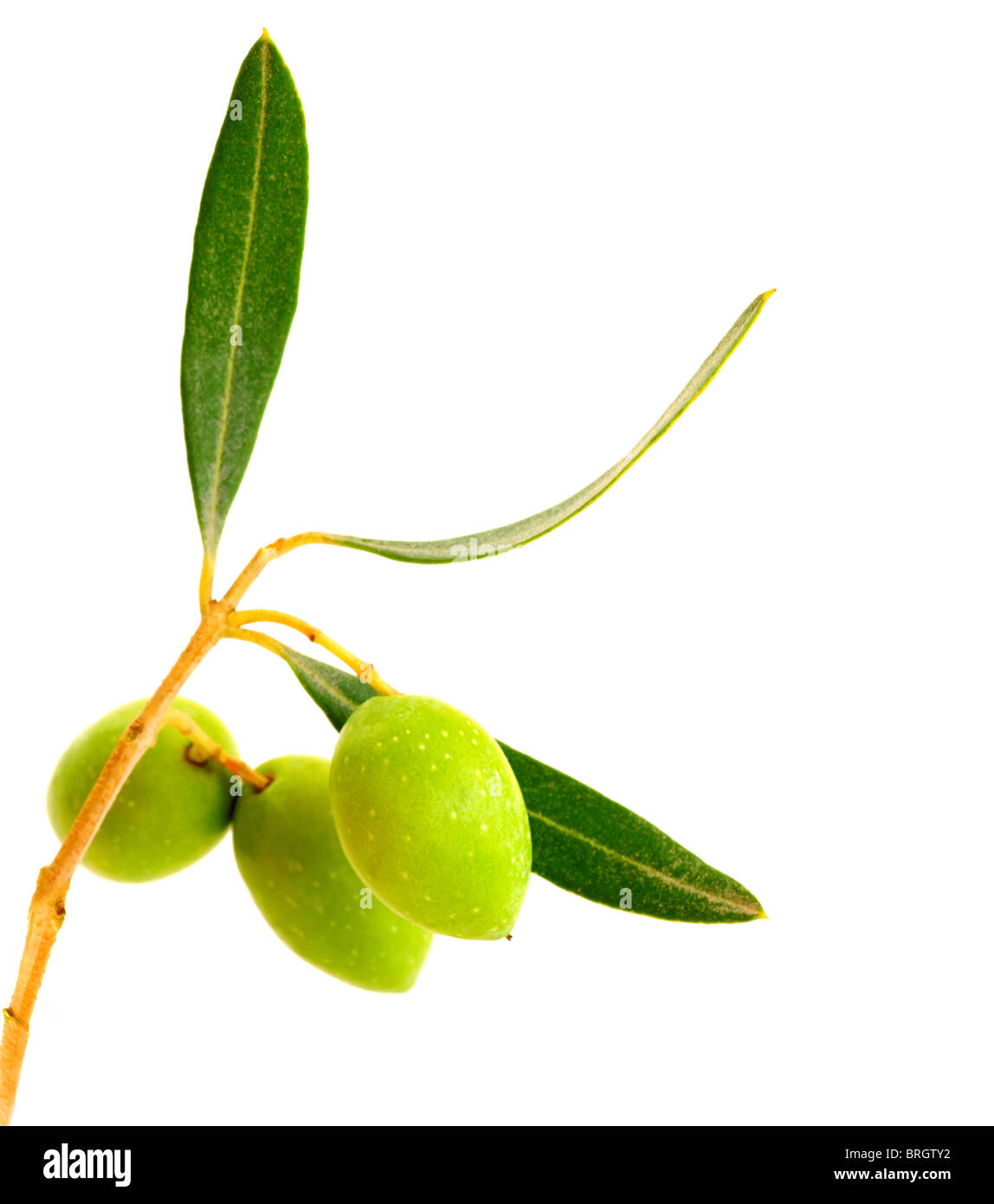 Fresh green olive branch isolated on white background Stock Photo - Alamy