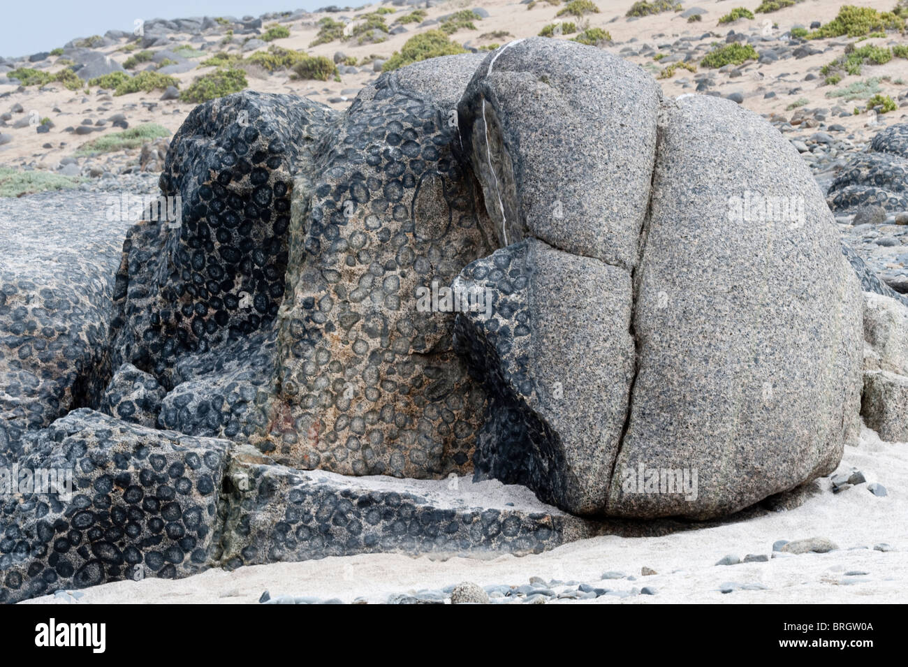 Granito Orbicular Rock in the Pacific Coast Santuario de la Naturaleza Rodillo Atacama Desert Chile South America Stock Photo