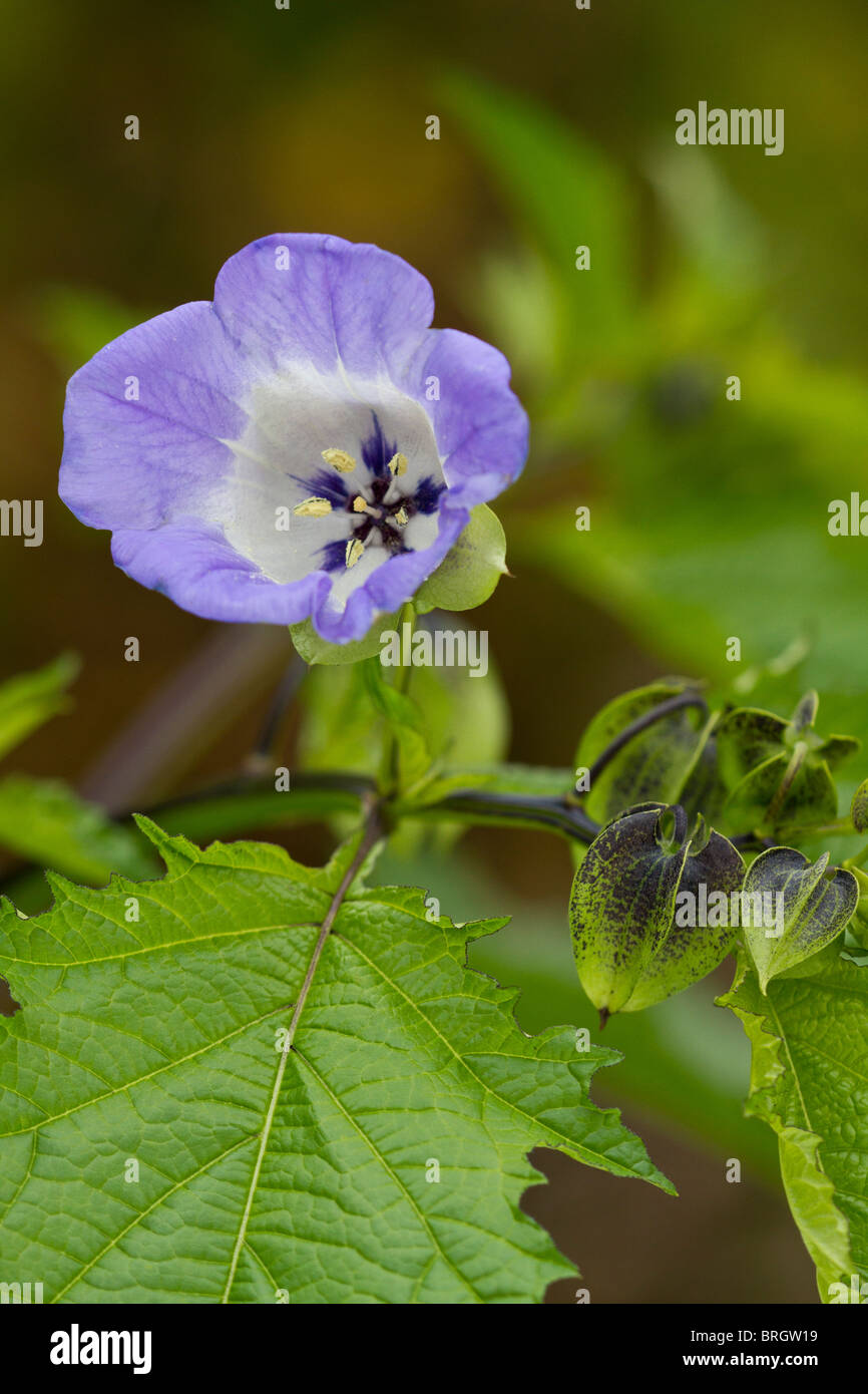 Lavender and white flowers of the Shoo Fly Plant (Nicandra physalodes) in bloom in autumn in UK
