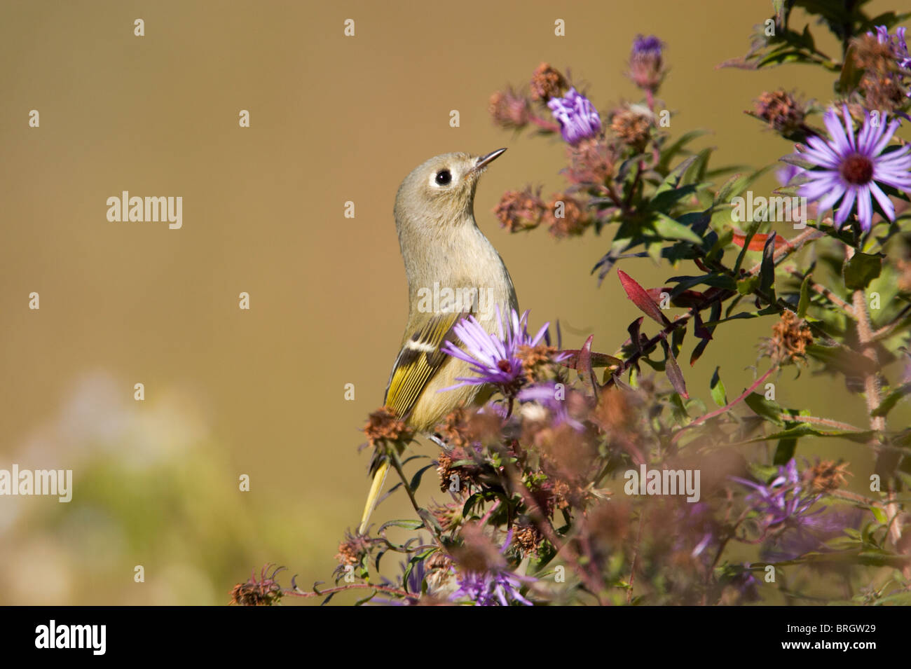 Female Ruby-crowned Kinglet Feeding on Purple Asters Stock Photo - Alamy