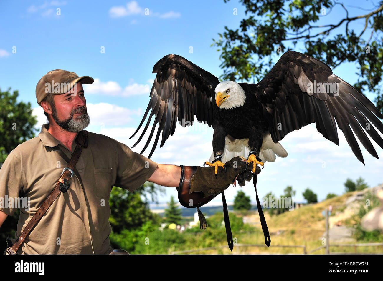 Men carrying a bald eagle on his arm Stock Photo Alamy