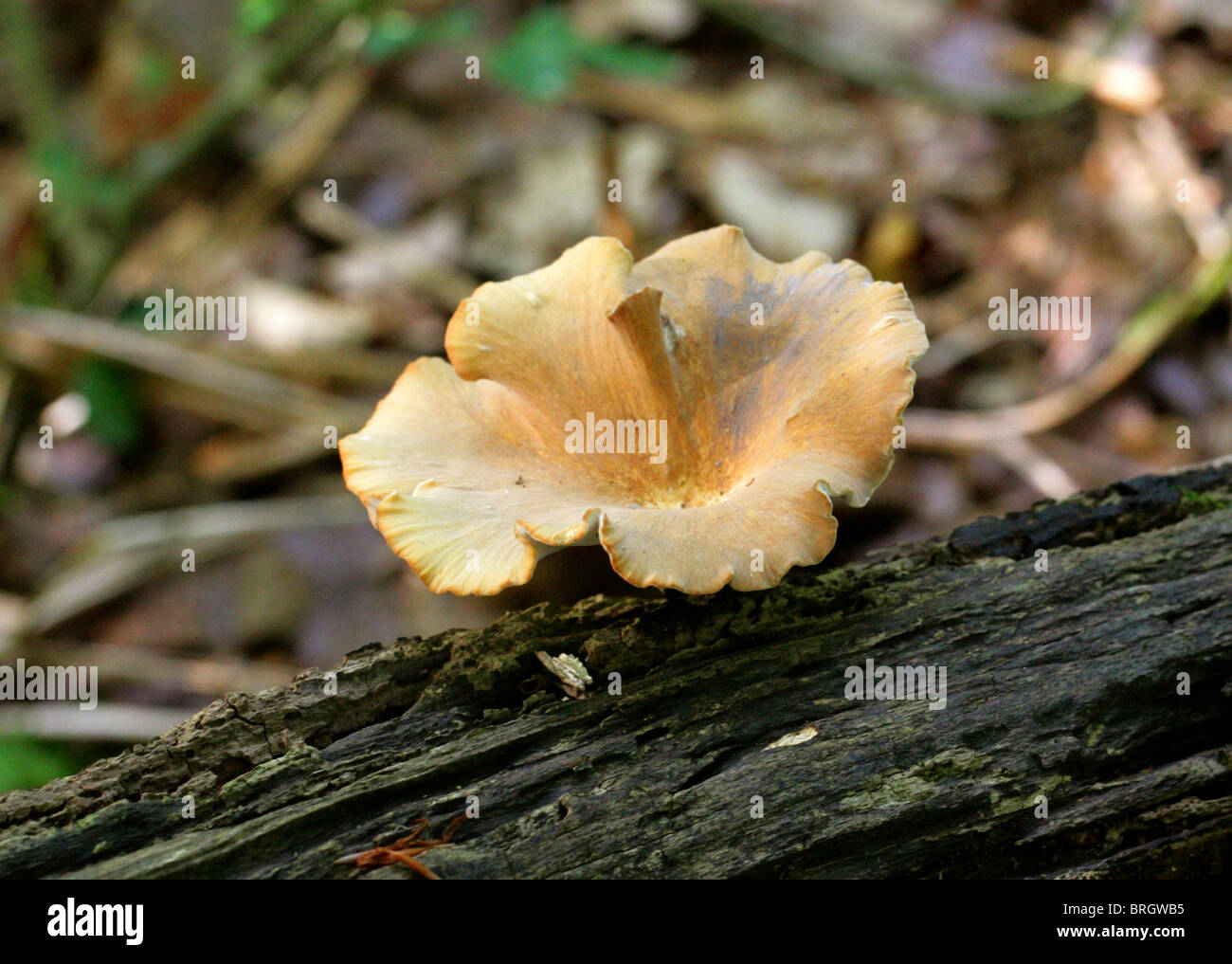 Blackfoot Polypore, Polyporus leptocephalus, Polyporaceae. September, Whippendell Woods. Syn. P. Varius. Stock Photo
