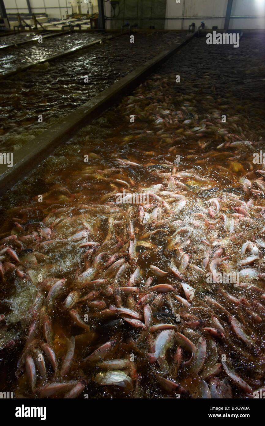 Fresh water Farmed Tilapia fish in North Yorkshire, England. Stock Photo