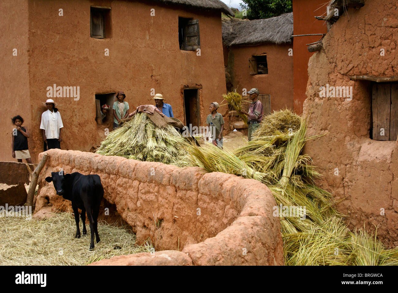 Malagasy people threshing rice in family compound, Madagascar Stock Photo