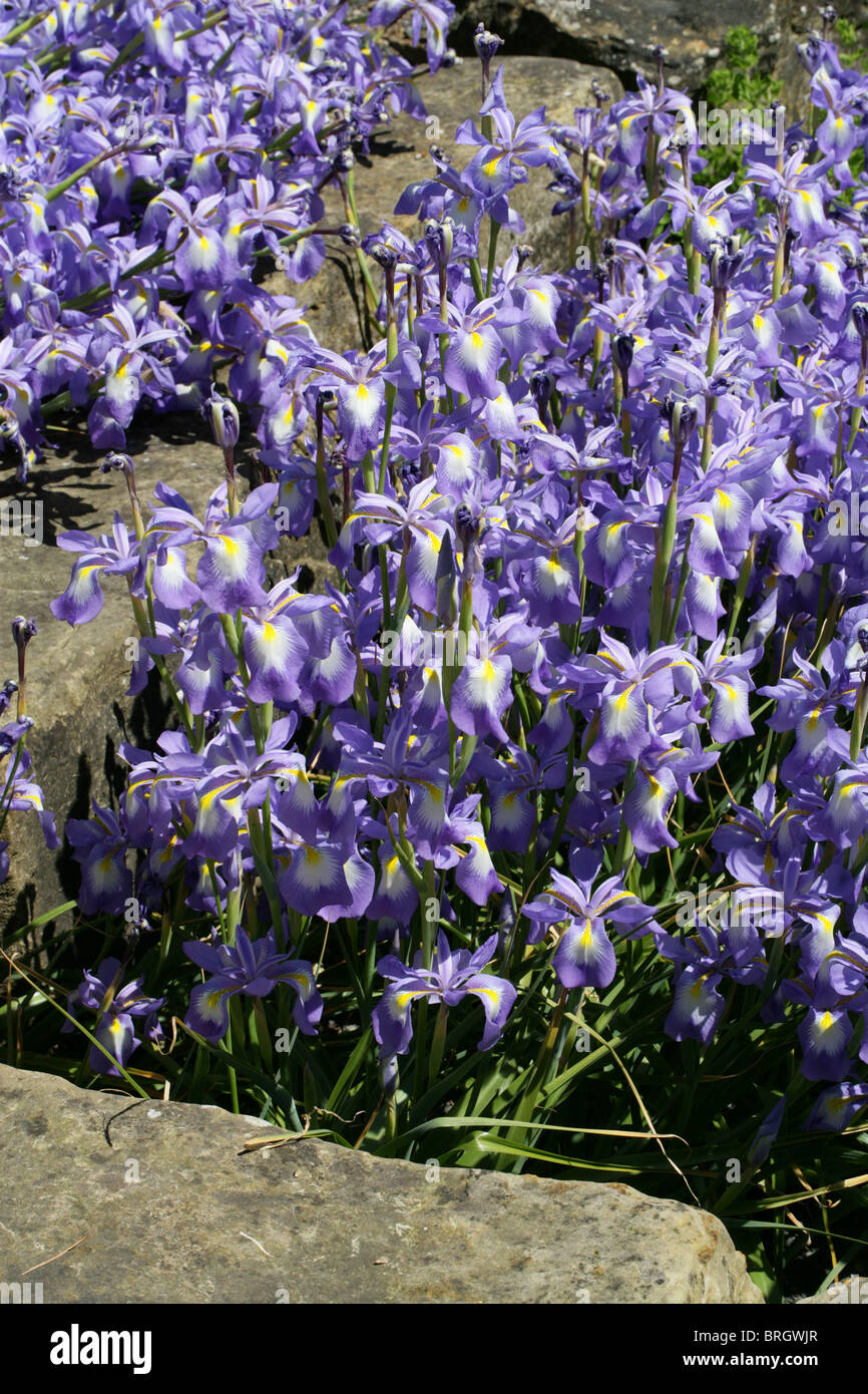 Juno Iris, Iris cycloglossa, Iridaceae, Afghanistan. Stock Photo
