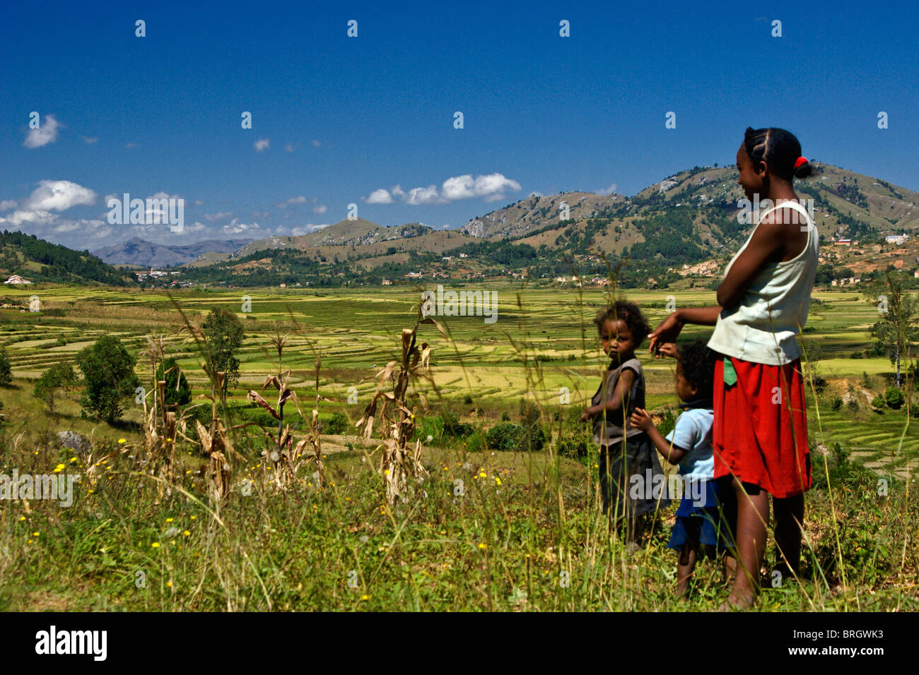 Rice paddies on high plateau of Madagascar Stock Photo