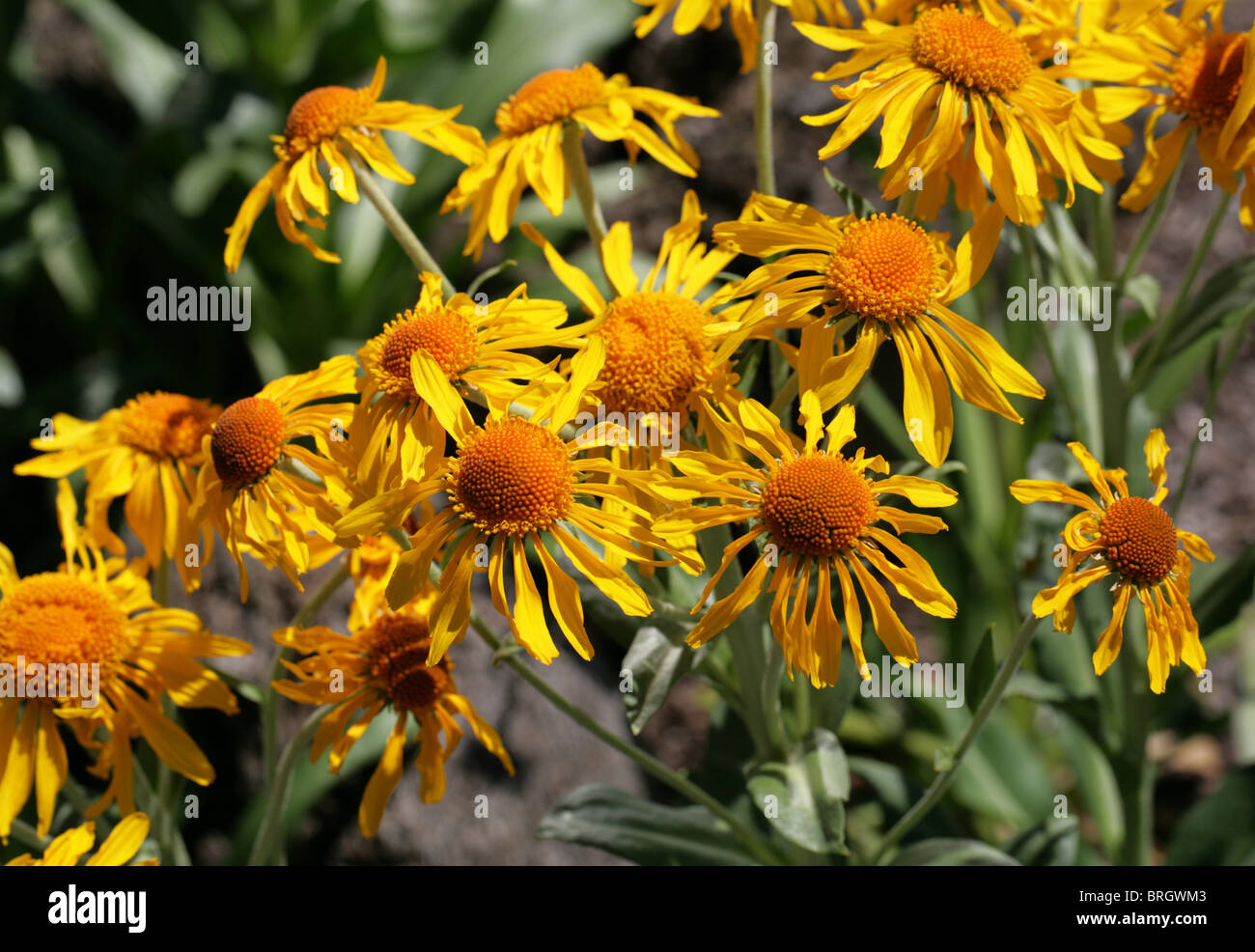 Orange Sneezeweed, Owlclaws, Owl's-claws, Hoope's Sneezeweed, Helenium hoopesii, Asteraceae, South Western USA, North America. Stock Photo