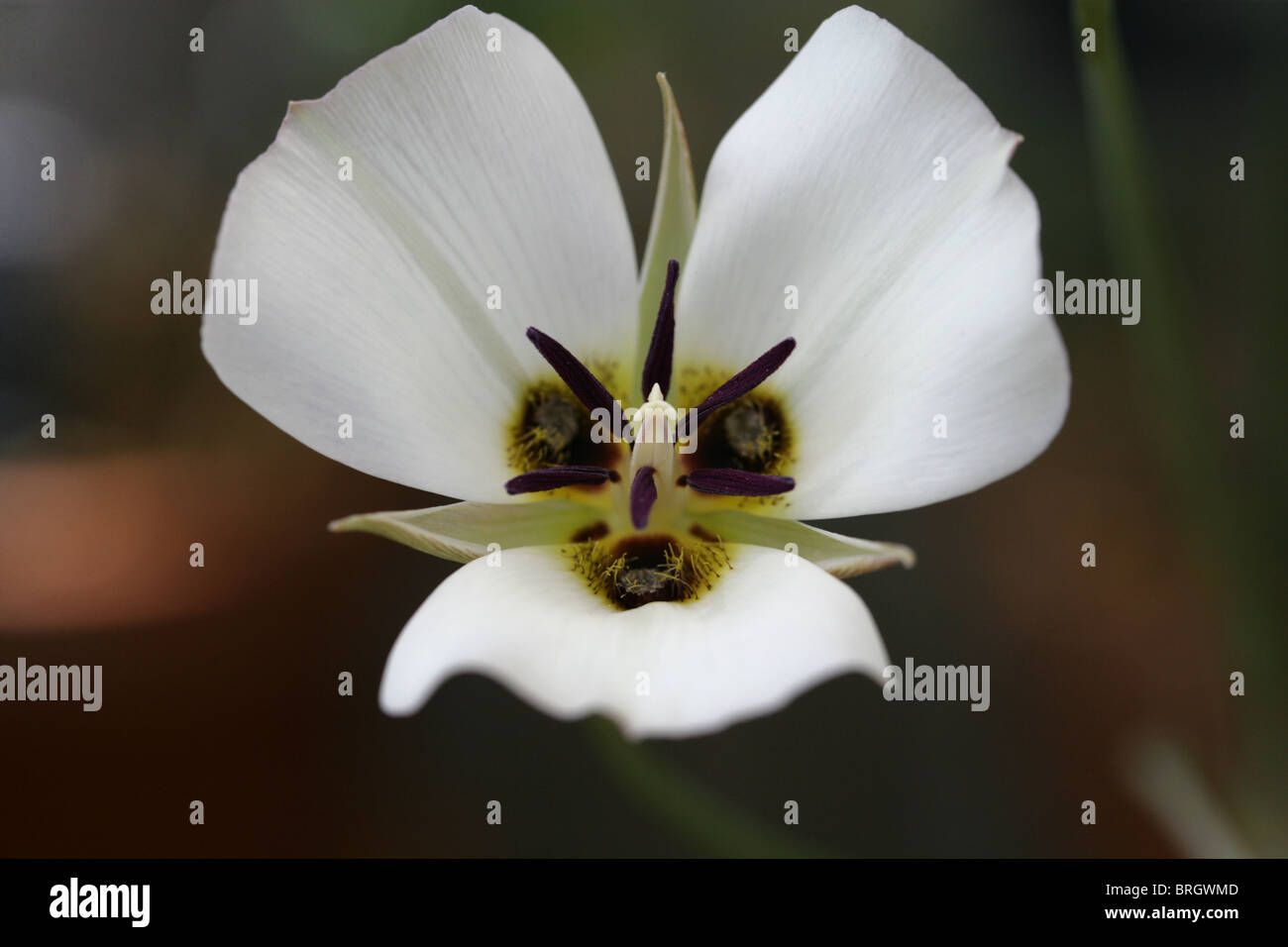 Inyo County Mariposa Lily, Inyo County Star-Tulip, Inyo Mariposa, Owens Valley Mariposa, Calochortus excavatus, Liliaceae. California, USA. Stock Photo