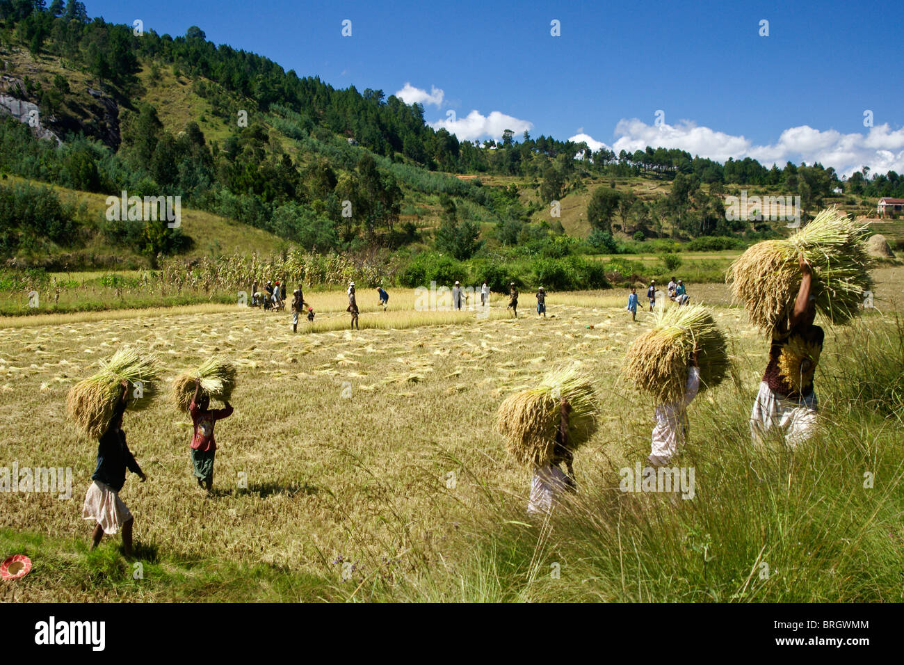 Farmers harvesting rice, Madagascar Stock Photo